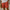Linaro RL™ | Shorts de lino verano